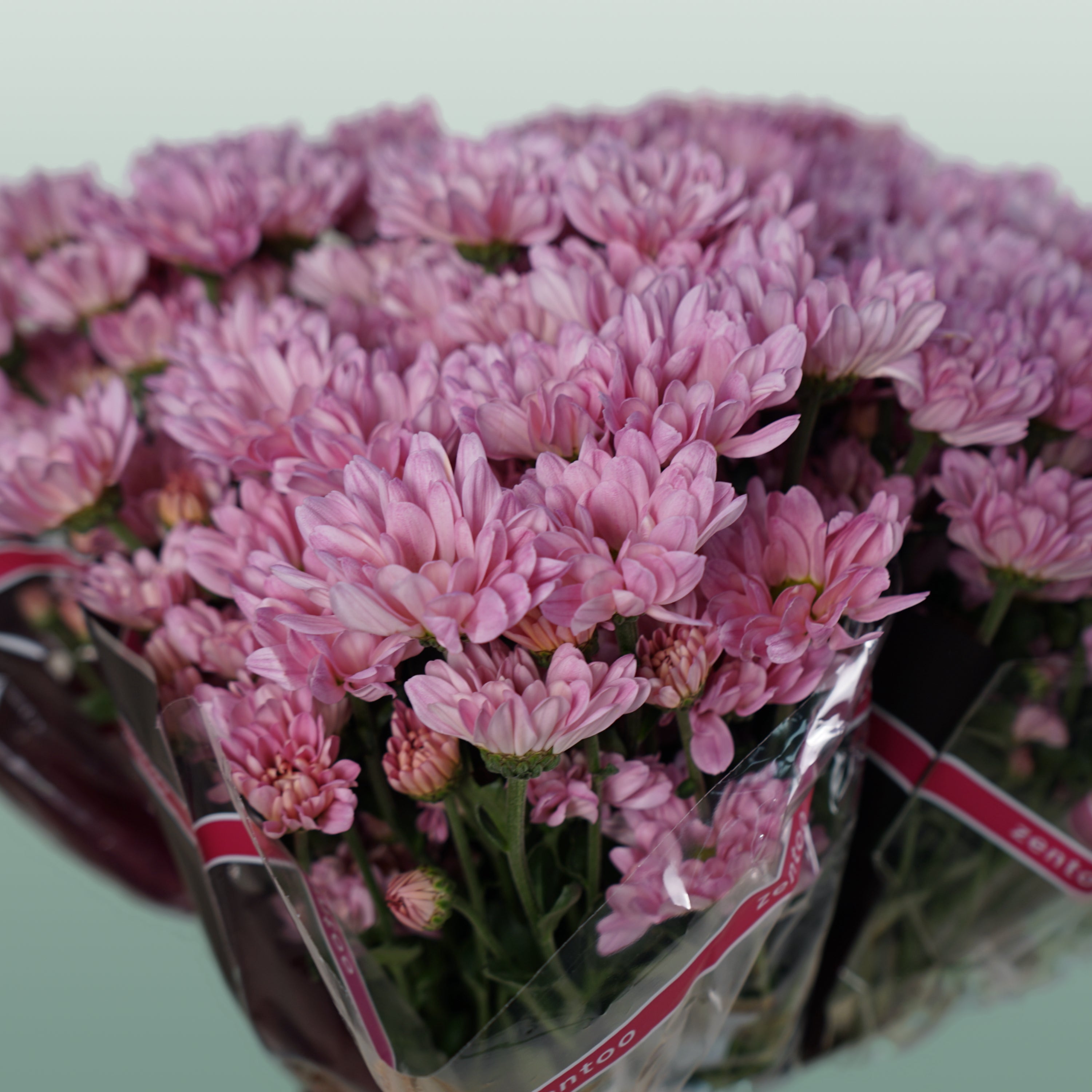 Chrysanthemum Spray Katinka/ Pink Ov