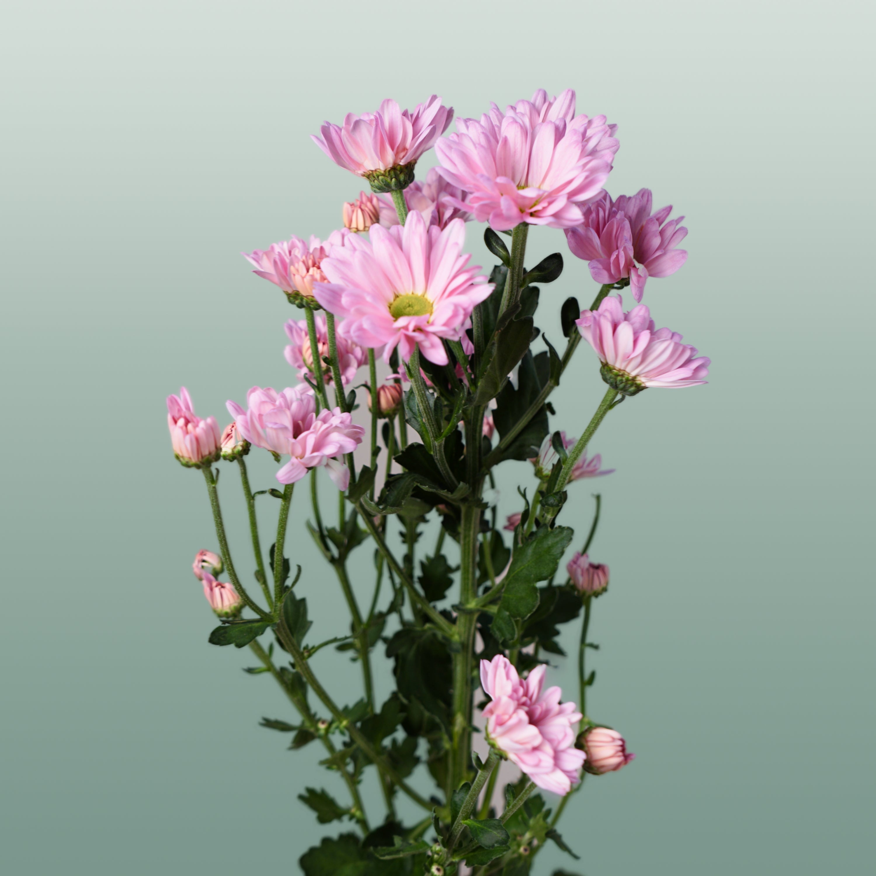 Chrysanthemum Spray Katinka/ Pink Ov