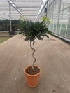 Corkscrew Twisted Stem Standard Bay Tree | Laurus nobilis | 50-60cm, 70-80cm.