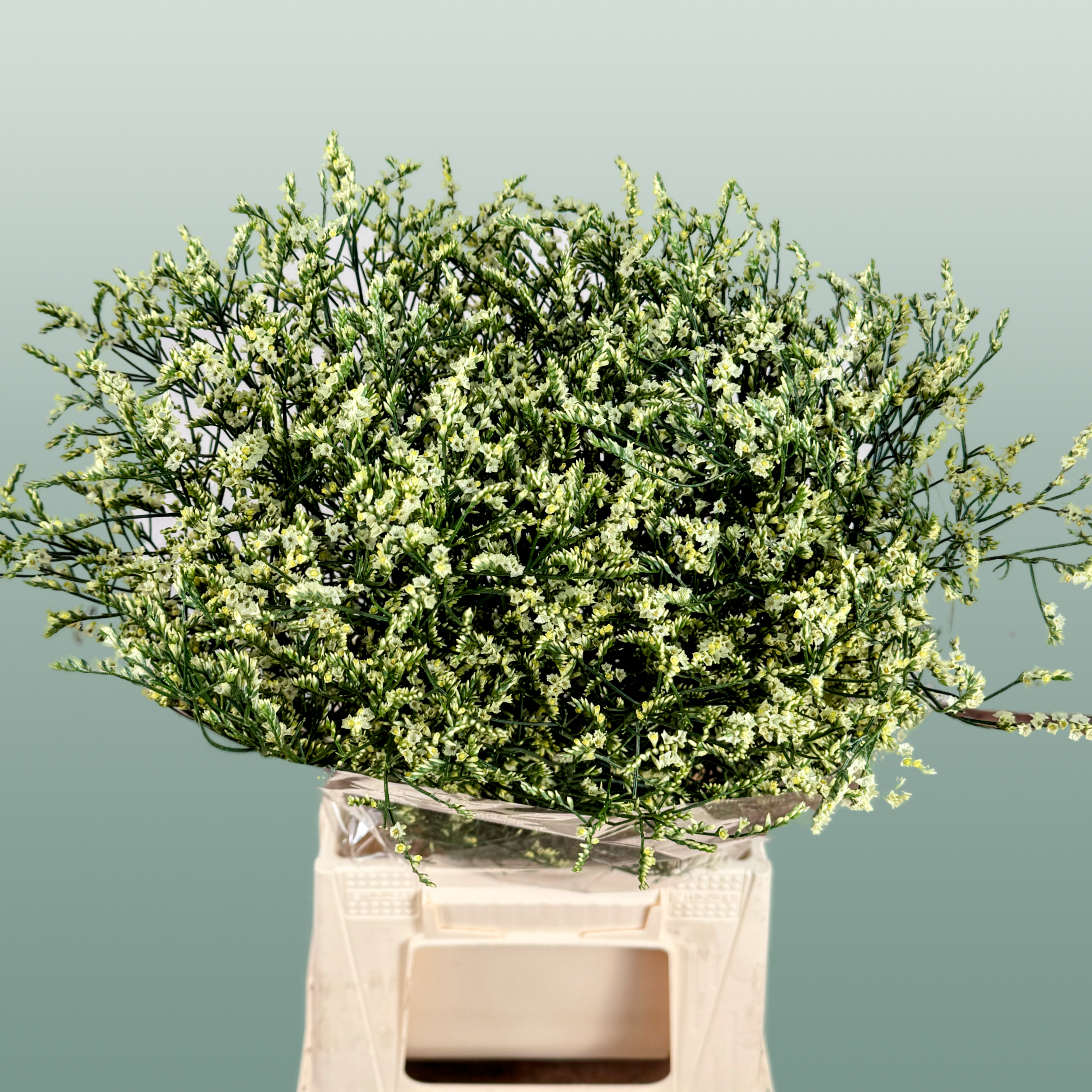 Limonium China Yellow (25 Stems)