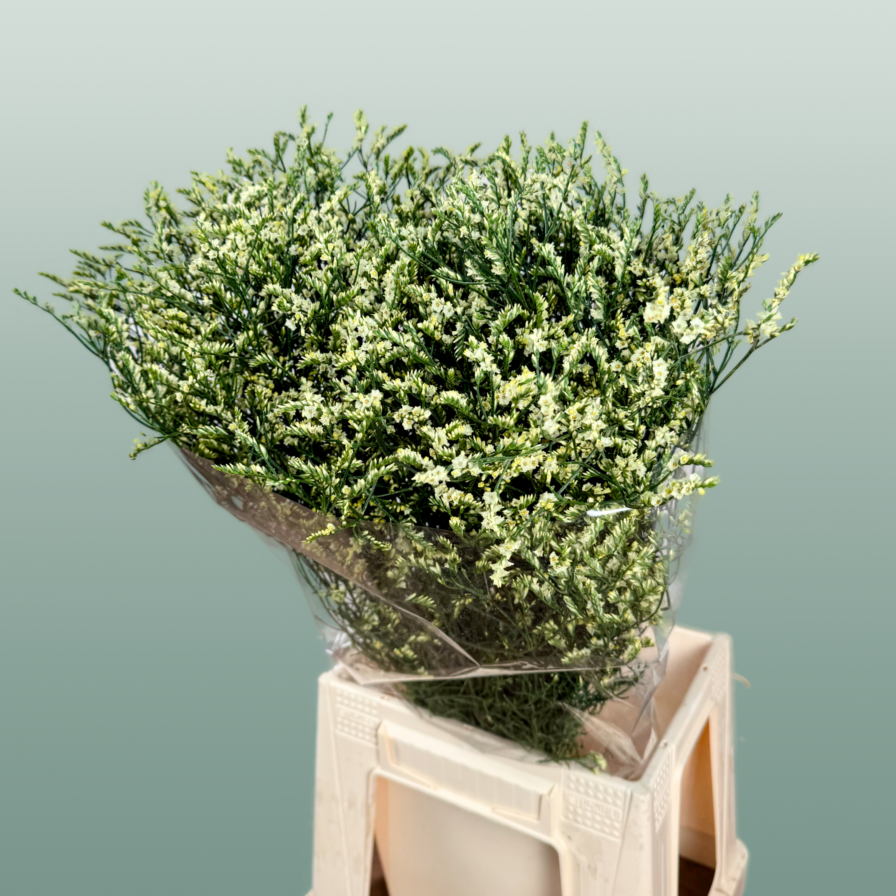 Limonium China Yellow (25 Stems)