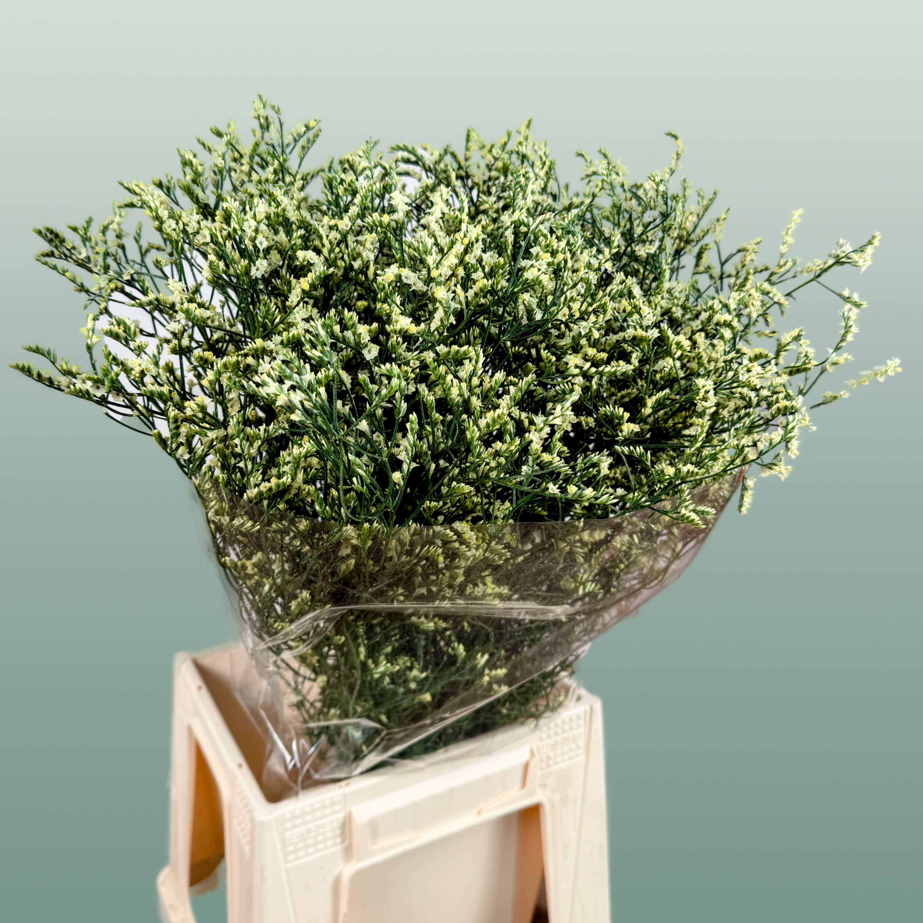 Limonium China Yellow (25 Stems)