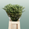 Limonium China Yellow (25 Stems)