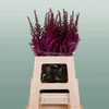 Astilbe Maggie Daley (20 Stems)