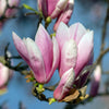 Magnolia x Soulangeana 'Saucer Magnolia'