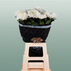 Chrysanthemum G Mangum White