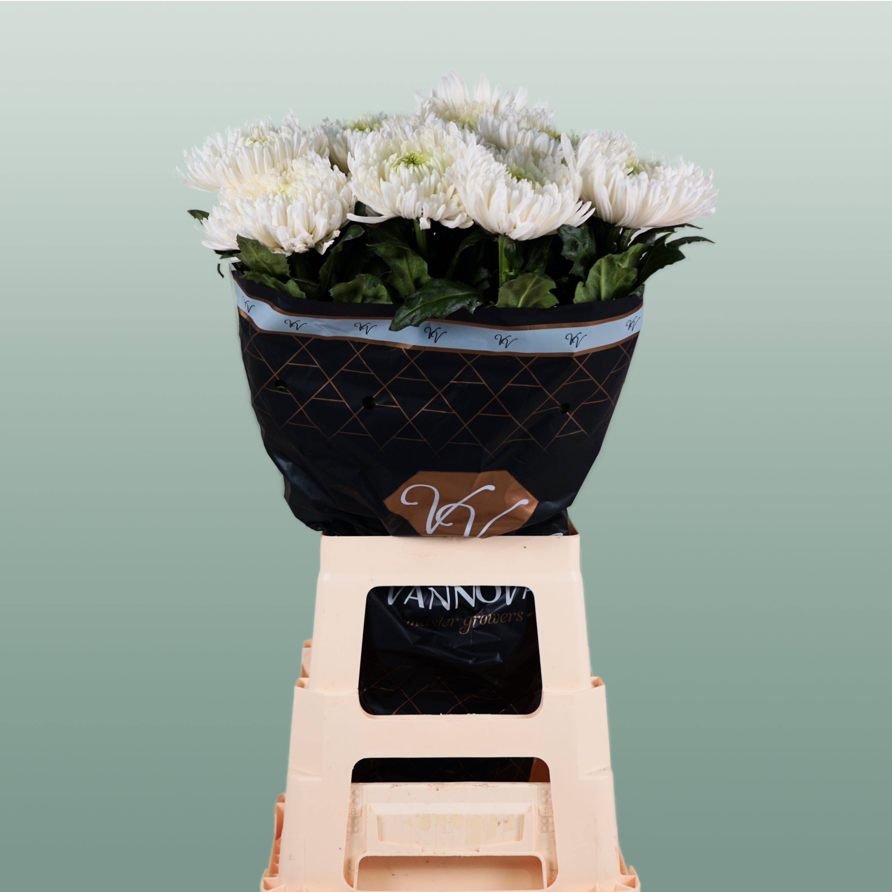 Chrysanthemum G Mangum White