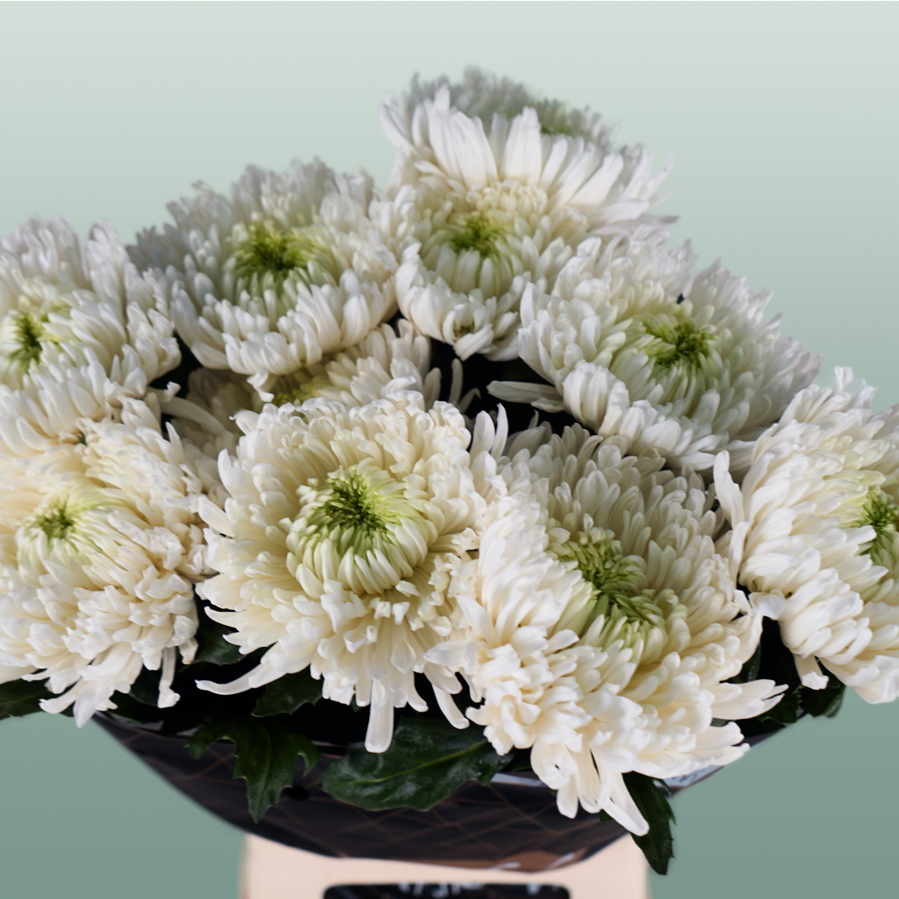 Chrysanthemum G Mangum White