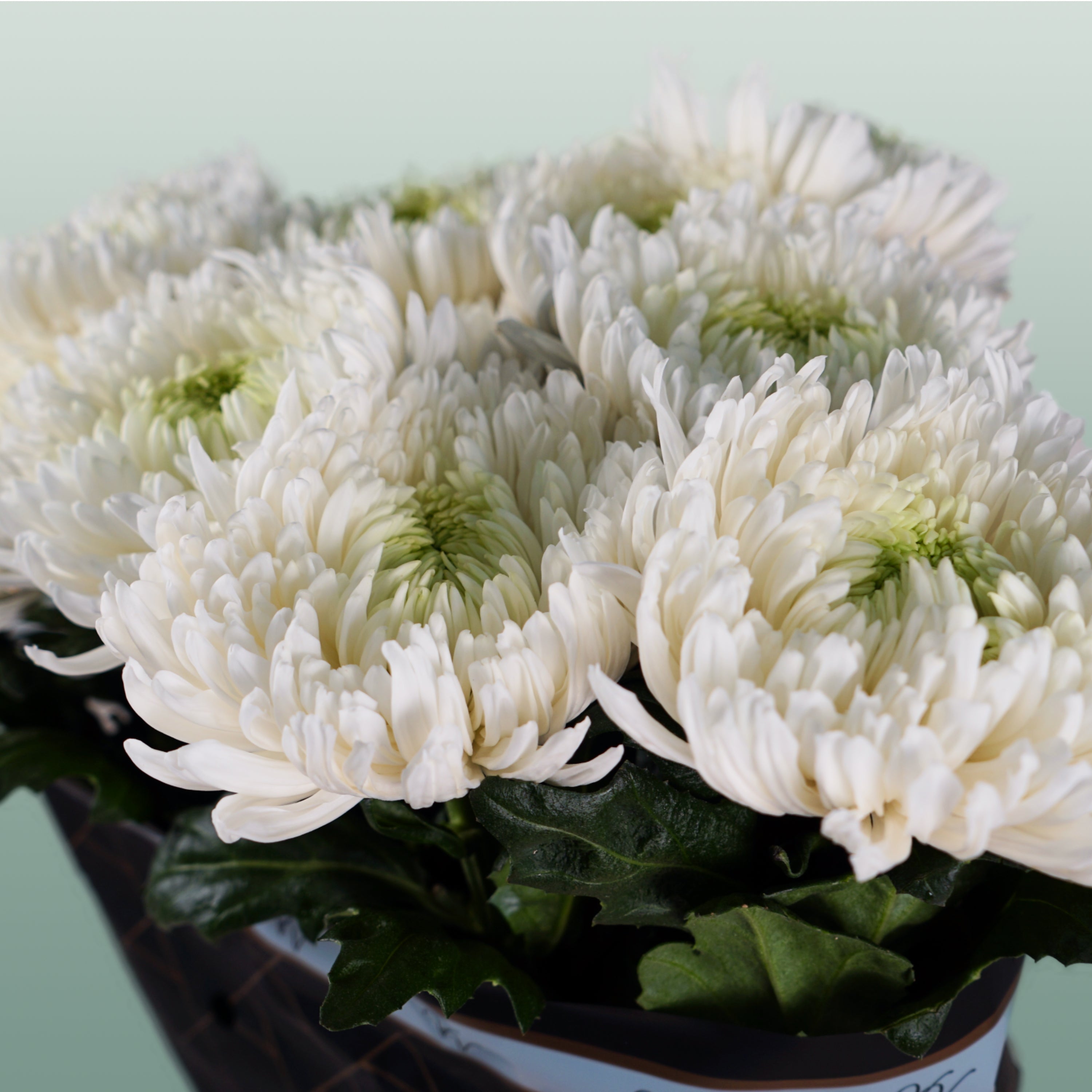 Chrysanthemum G Mangum White
