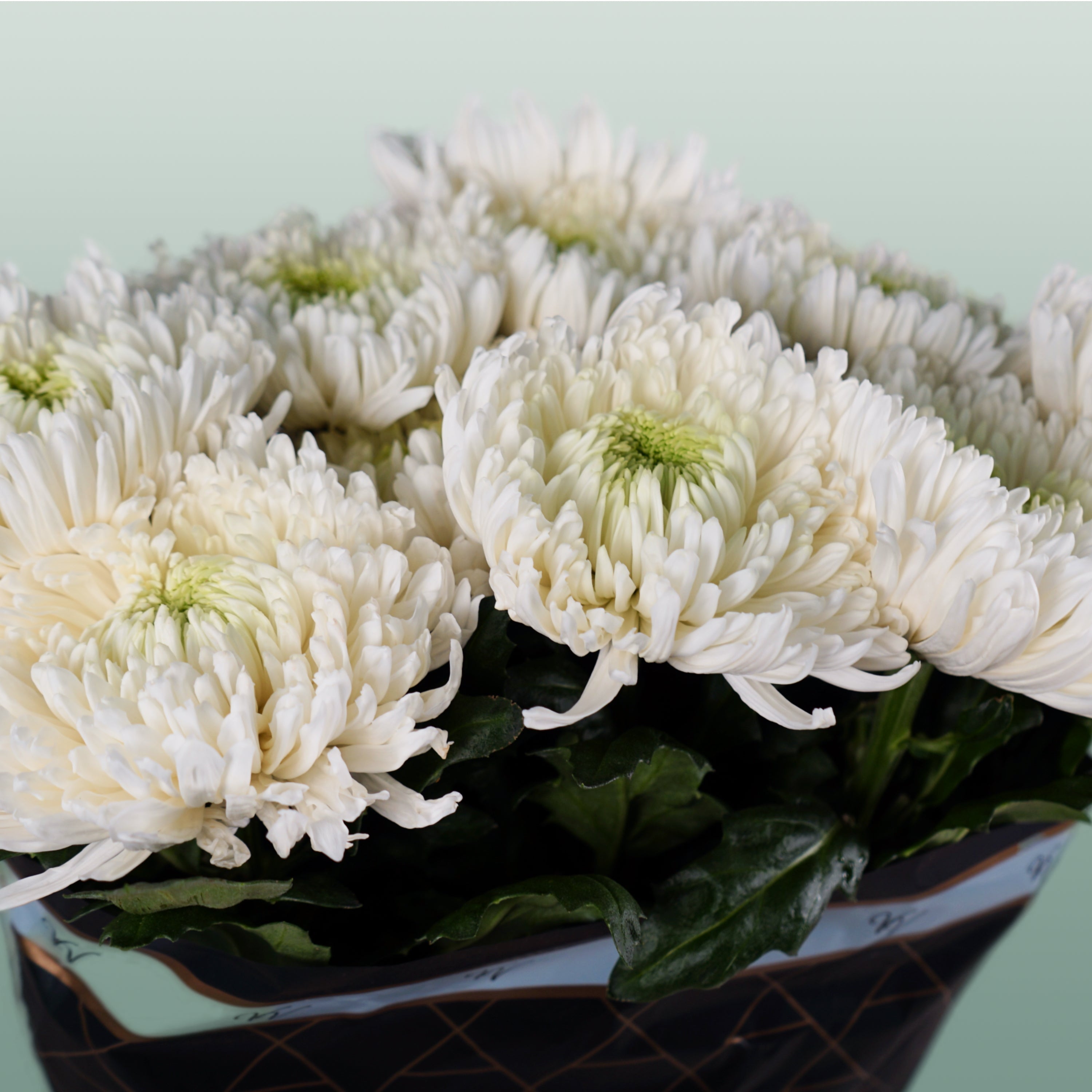 Chrysanthemum G Mangum White