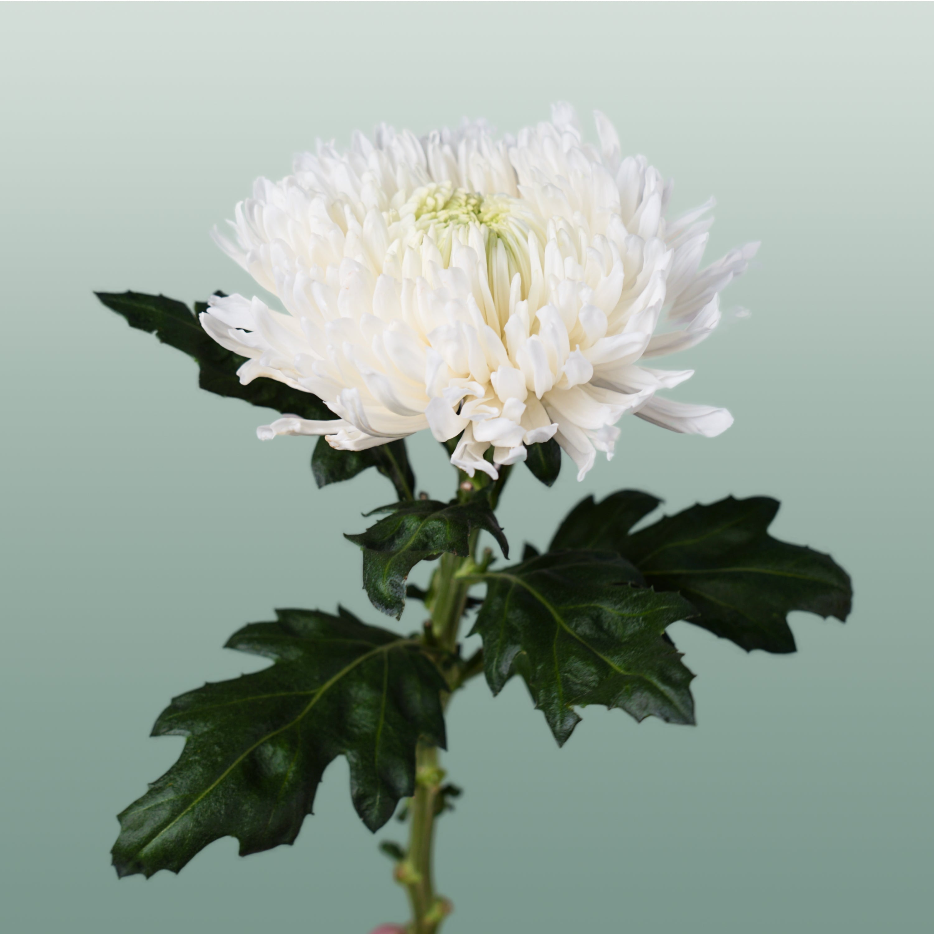 Chrysanthemum G Mangum White