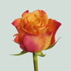 Rose Mariyo