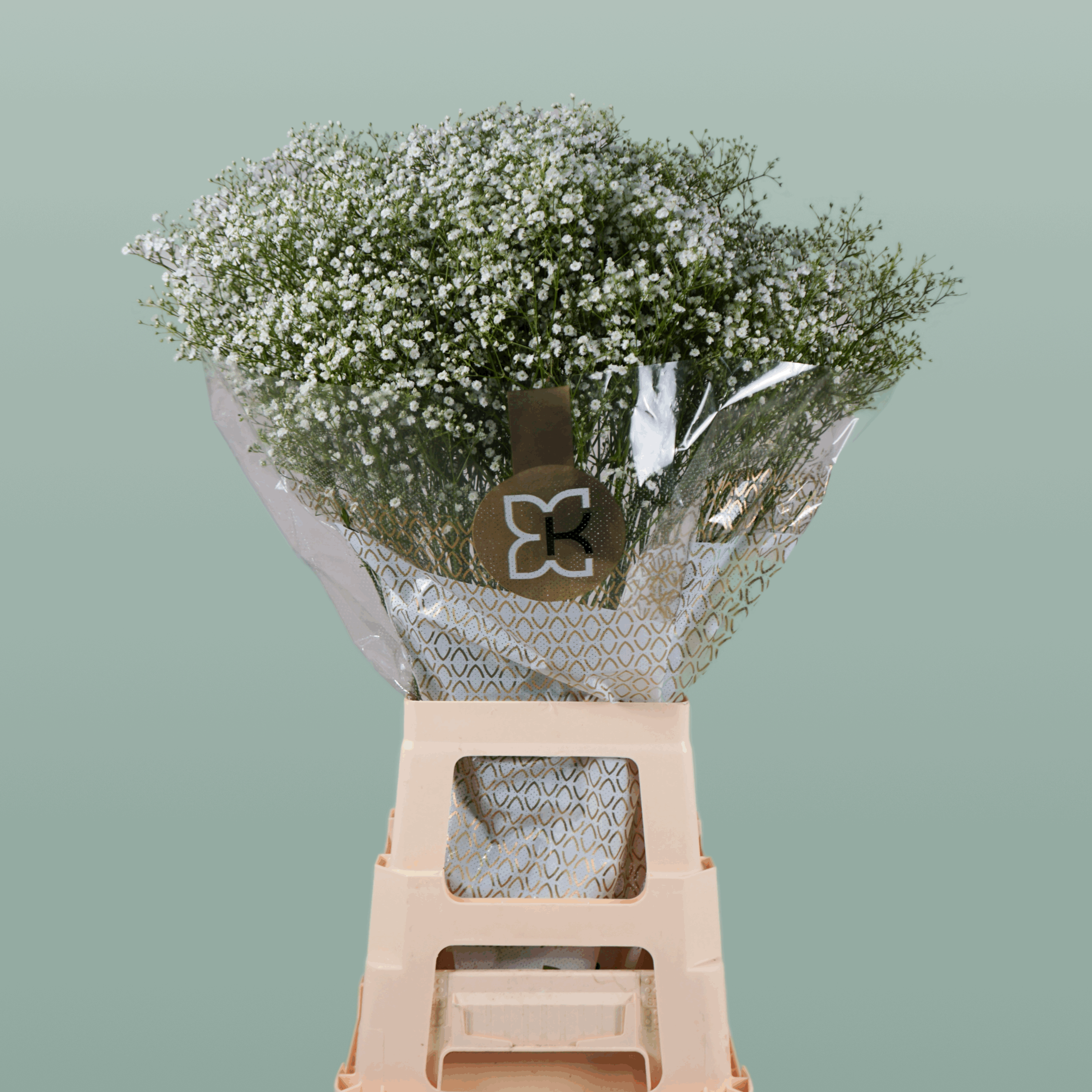 Gypsophila Zinzi Discovery