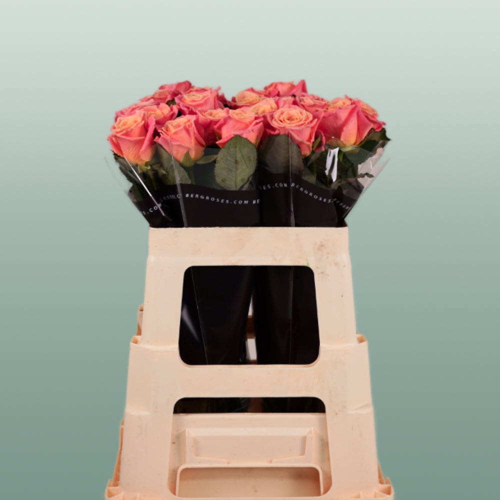 Rose Miss Piggy