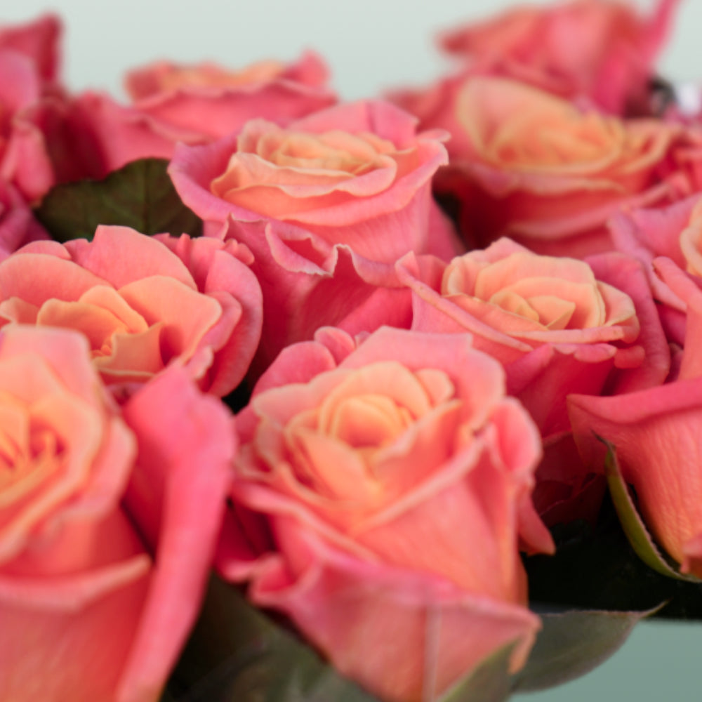 Rose Miss Piggy