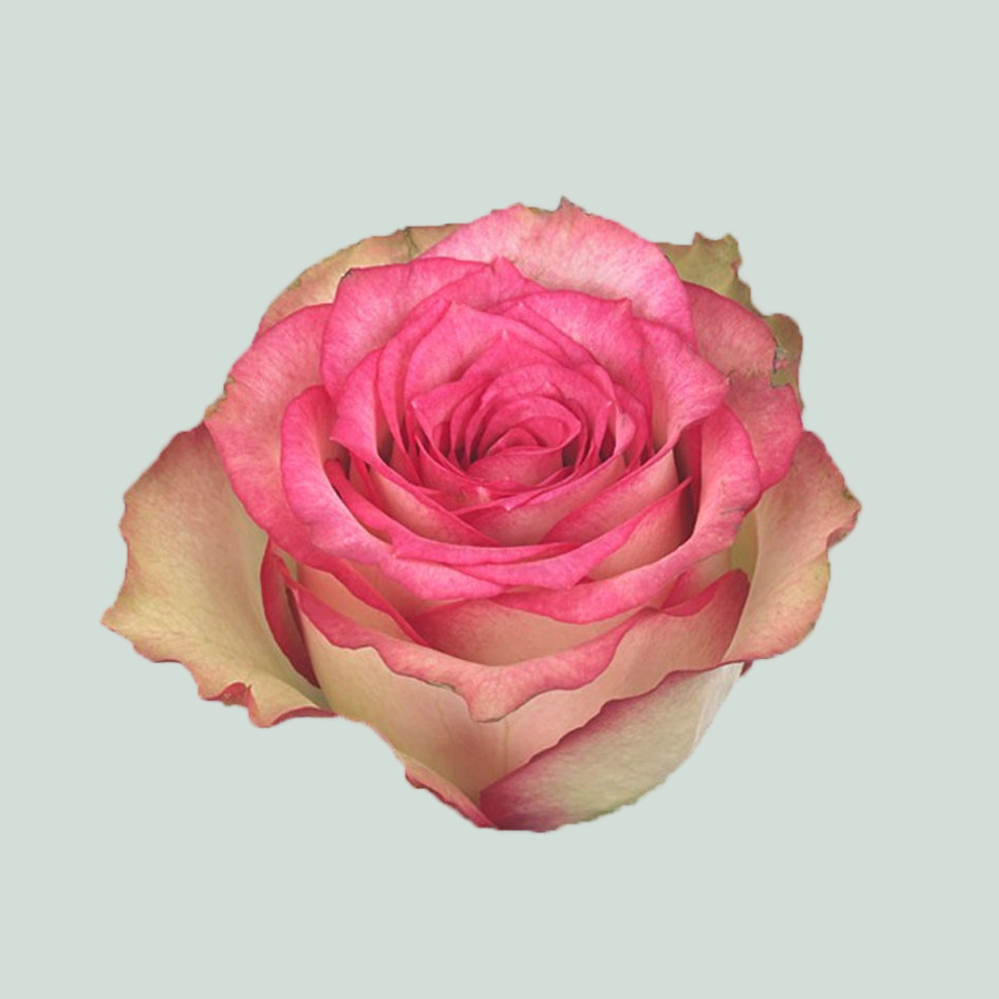 Rose Monique