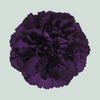 Carnation Standard Moonvista (20 Stems)