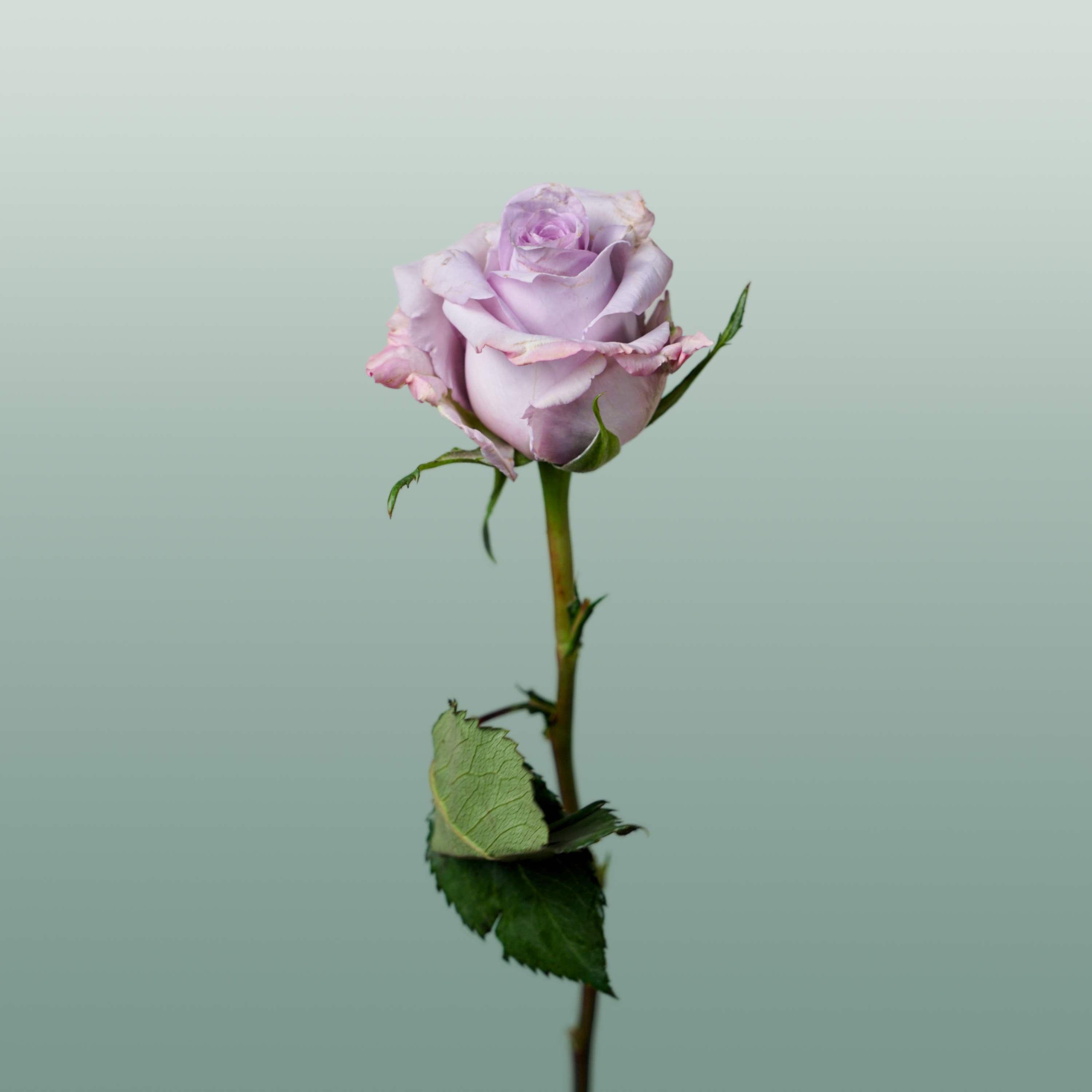 Rose Eq Ocean Song