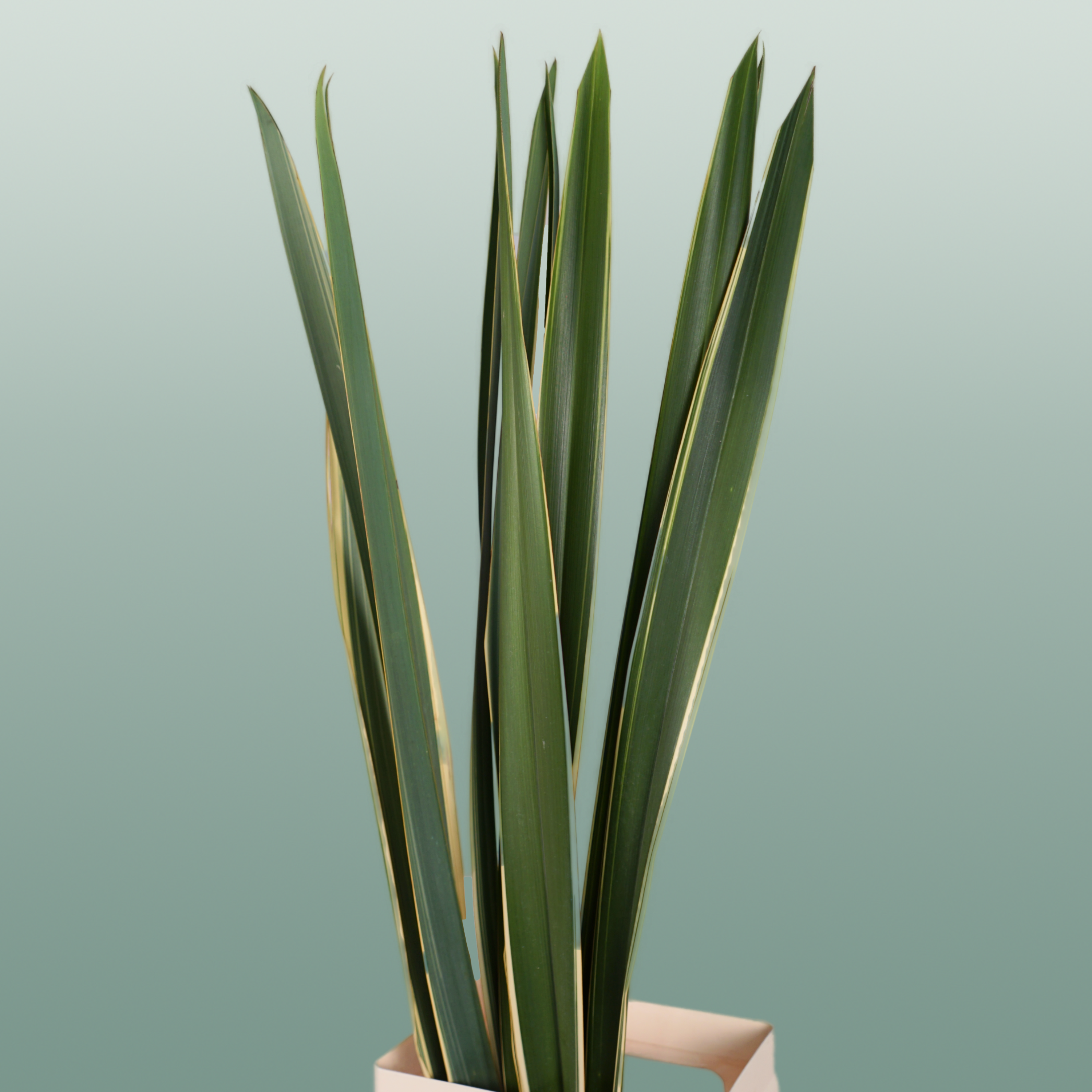 GR Phormium Green