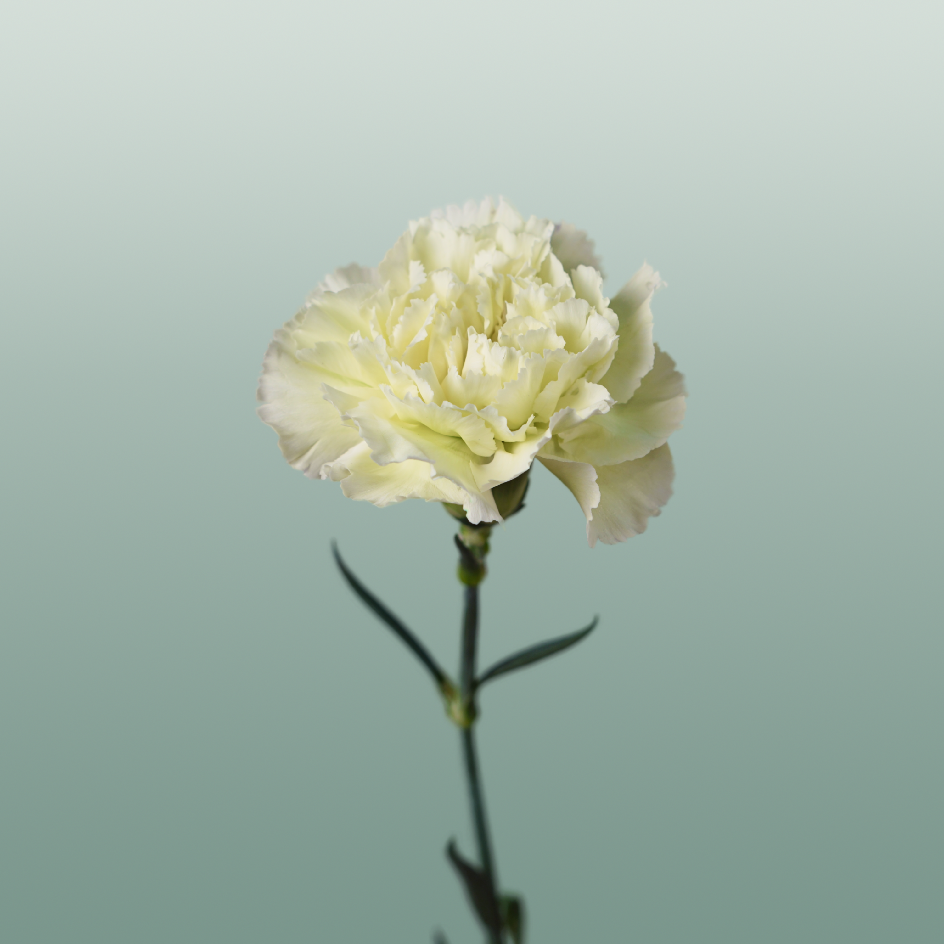 Carnation Standard Prado Mint (20 Stems)