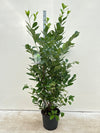 7-8ft Potted Cherry Laurel Hedge Plants 210-240cm.