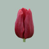 Tulip Red Planet (50 Stems)