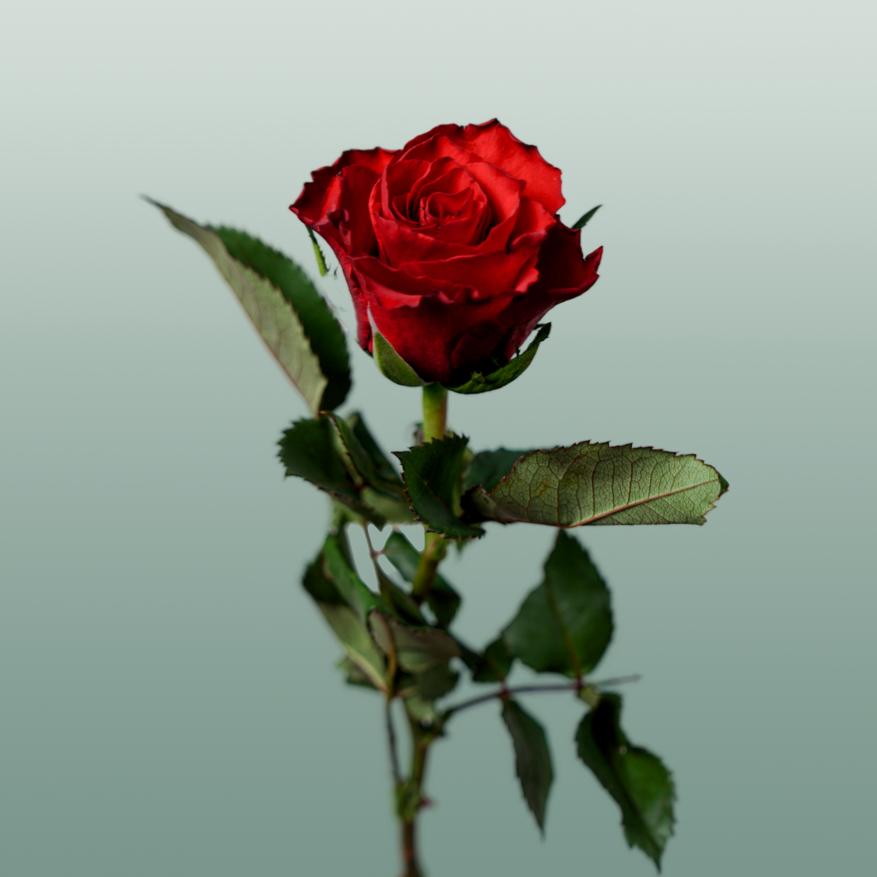 Rose Red Tacazzi+