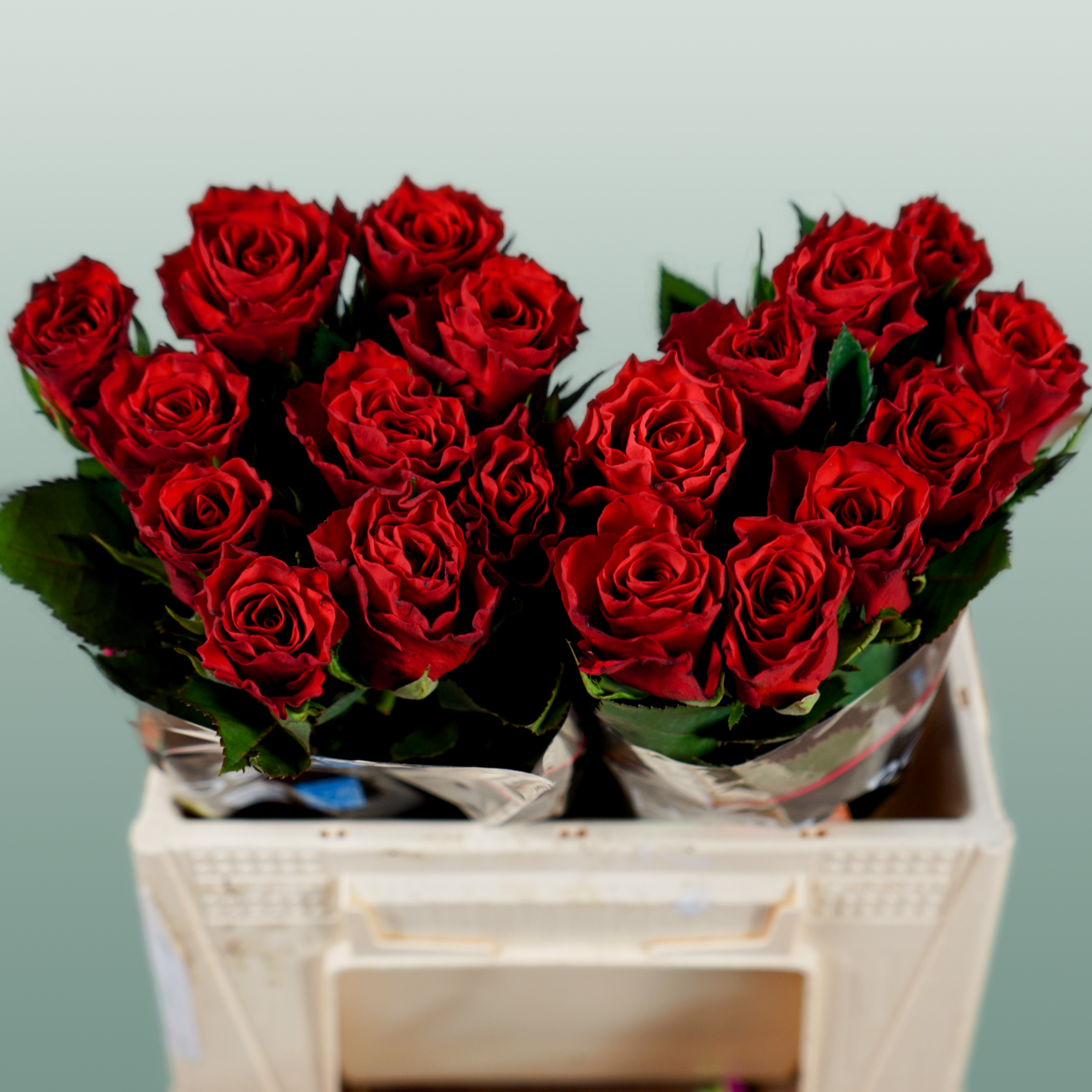 Rose Red Tacazzi+