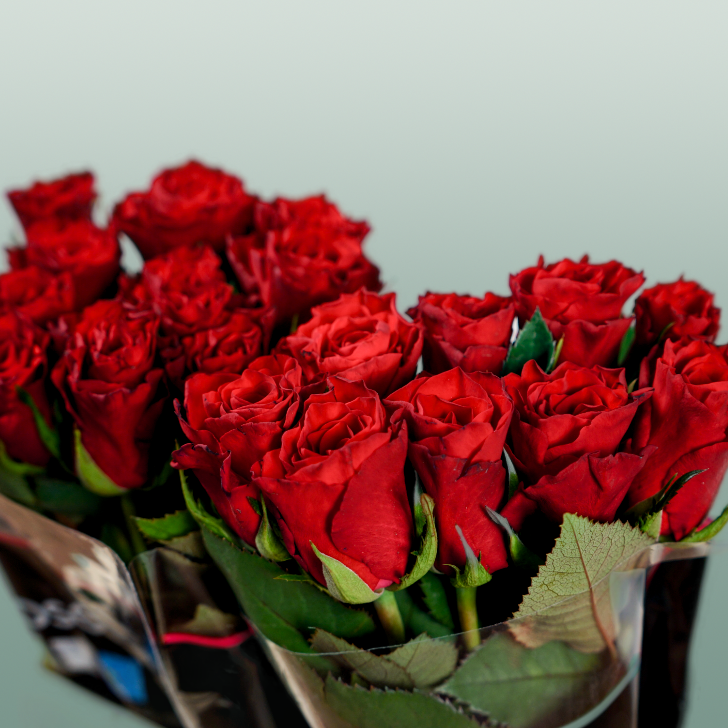 Rose Red Tacazzi+