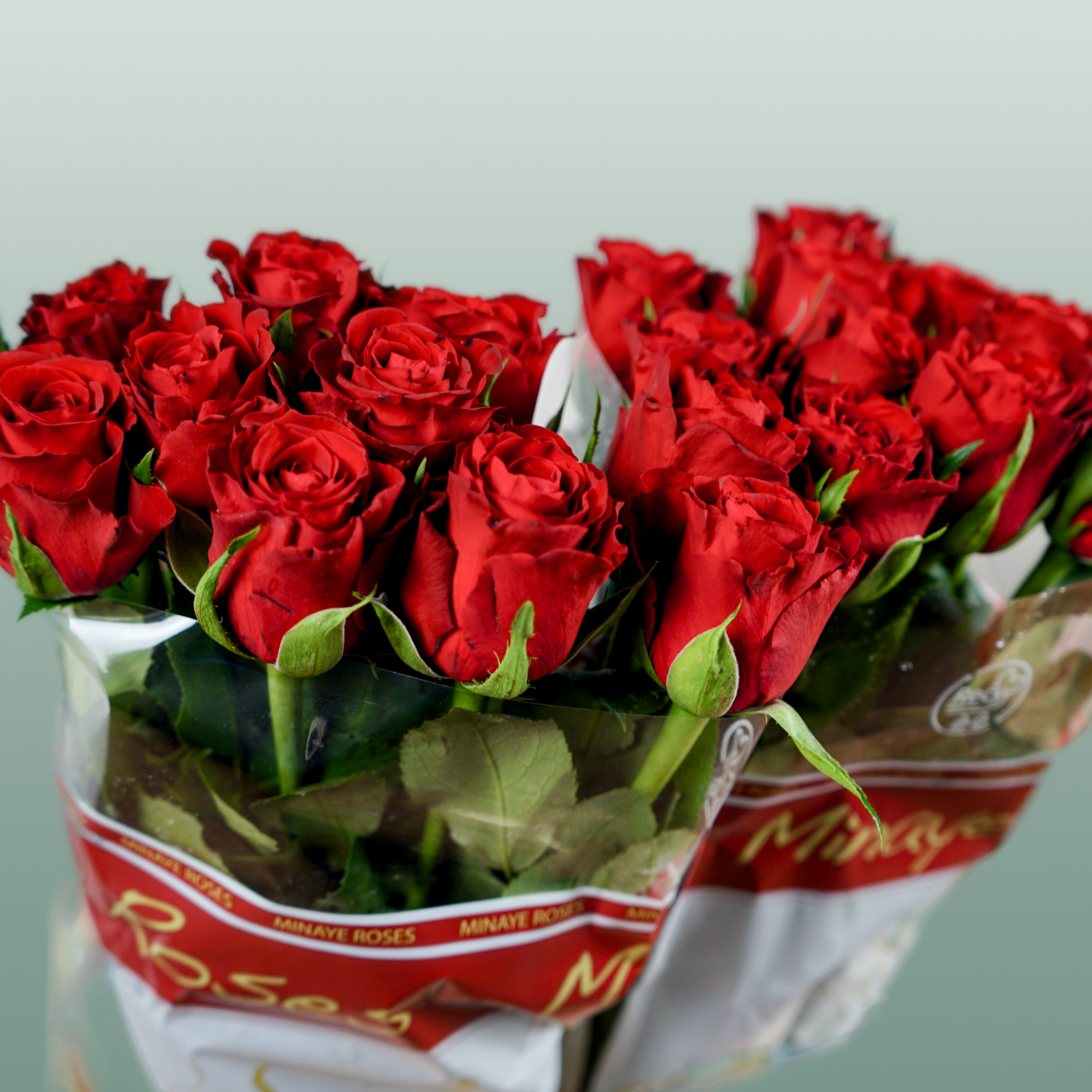 Rose Red Torch