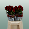 Rose Red Torch