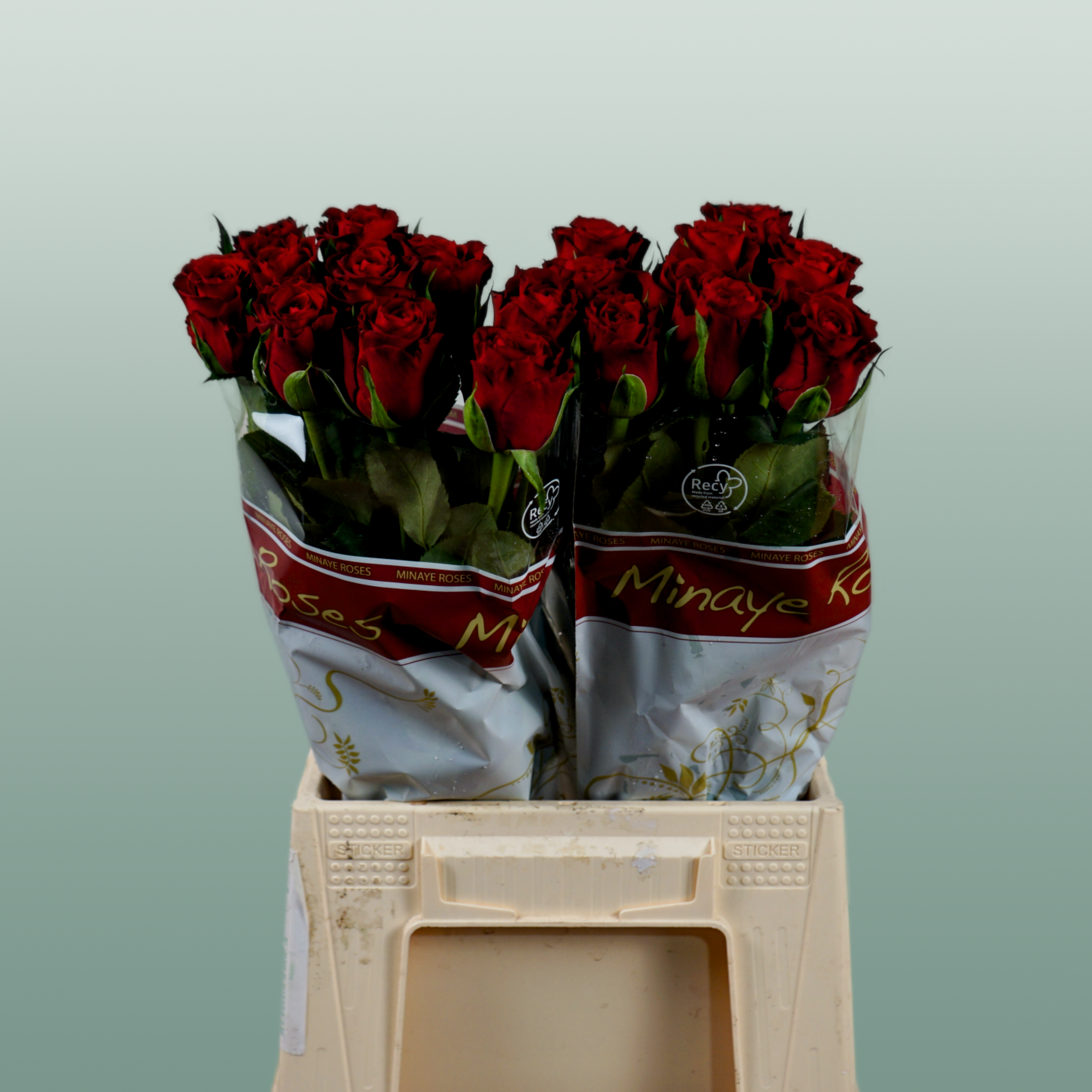 Rose Red Torch
