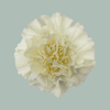 Carnation Standard Rodas (20 Stems)