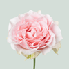 Rose Country Spirit Peonia (20 Stems)