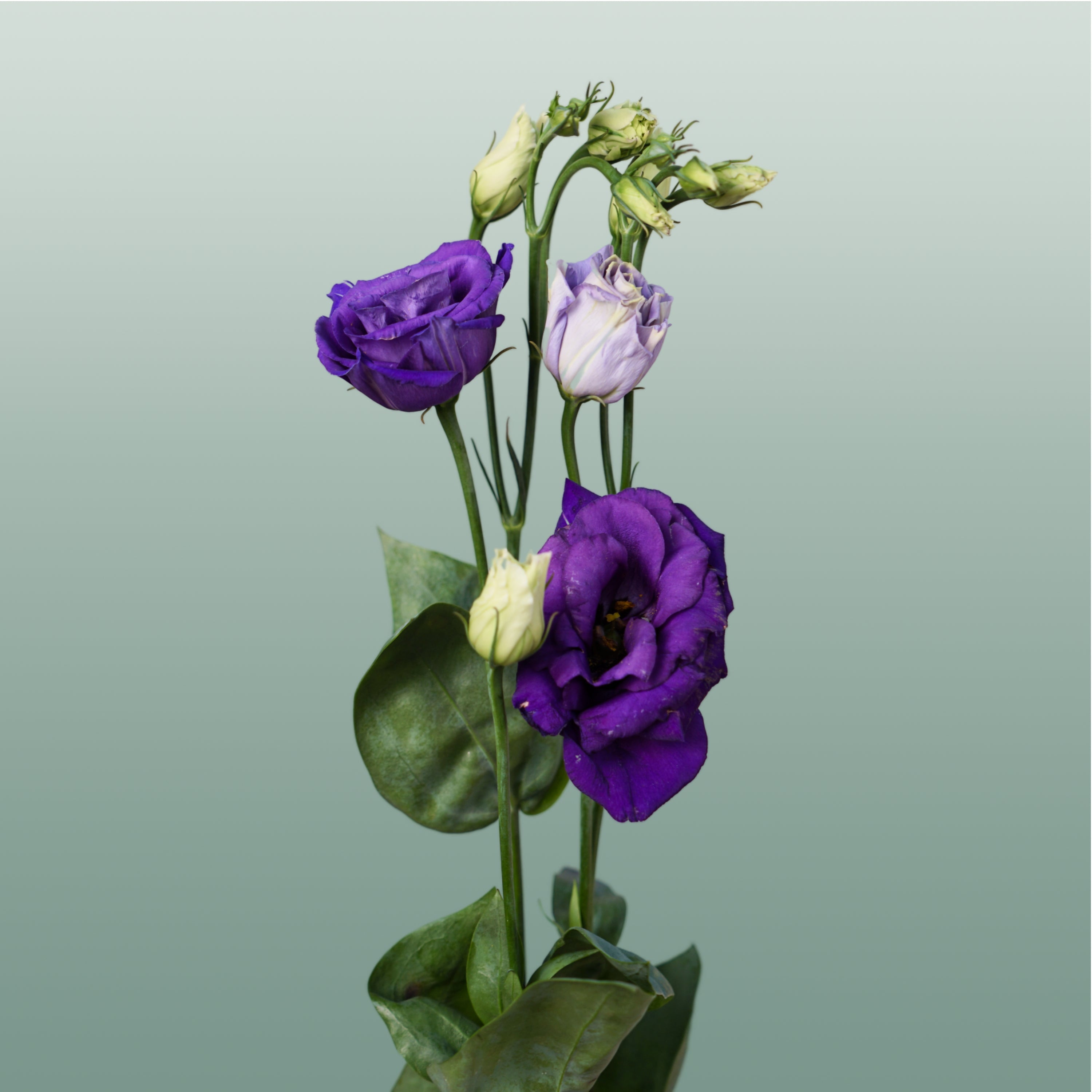 Eustoma Rosita Blue (10 Stems)
