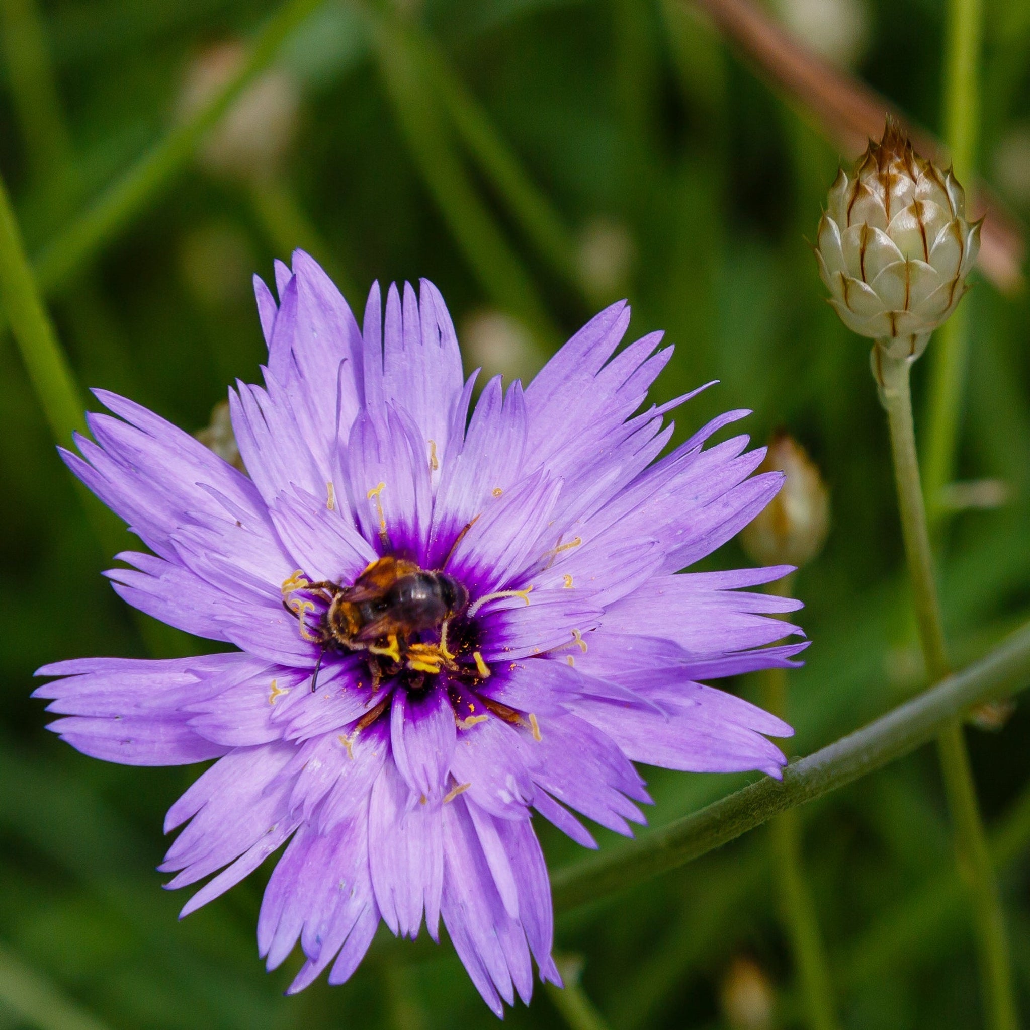 Catananche caerulea 1L/2L