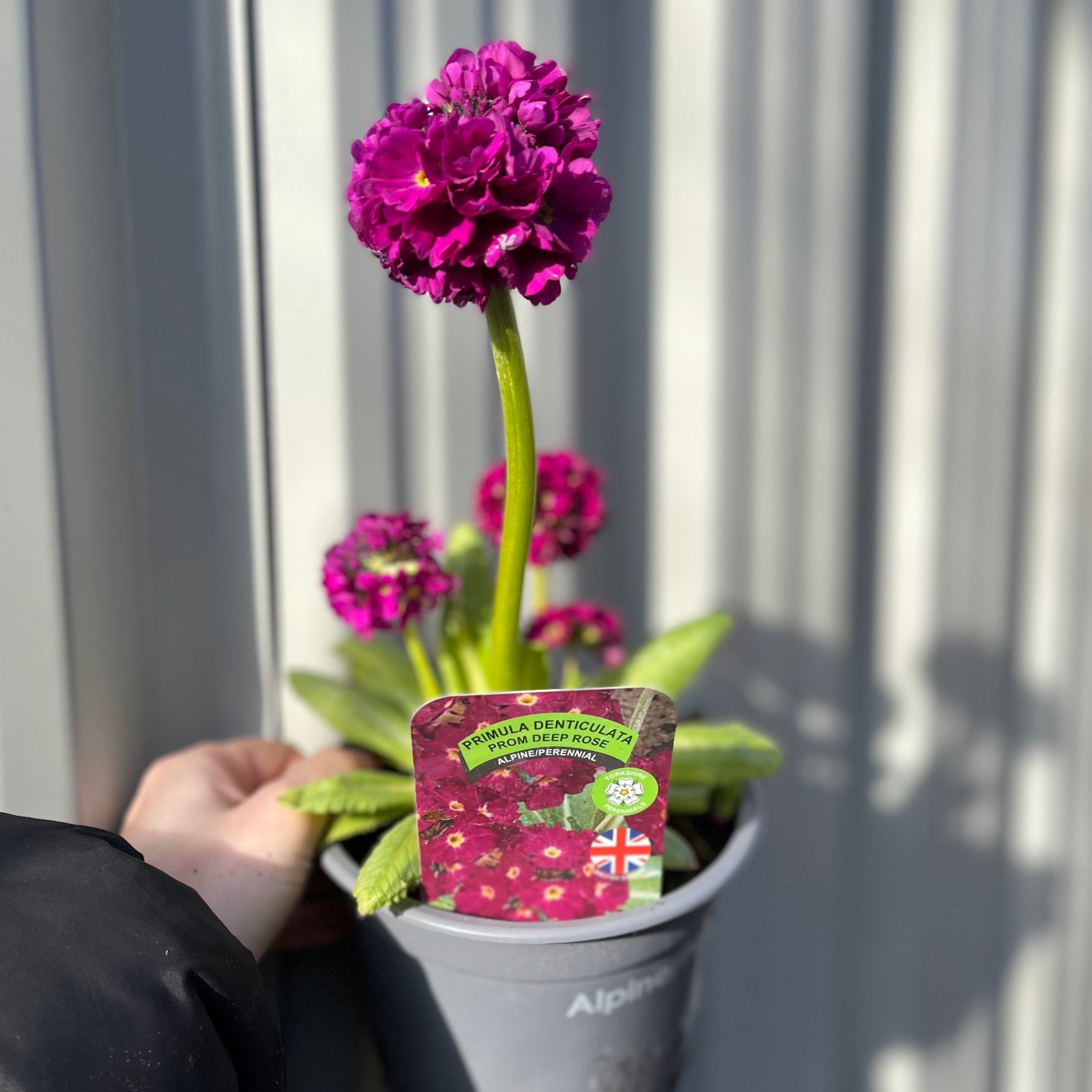 Primula Denticulata Lilac 9cm