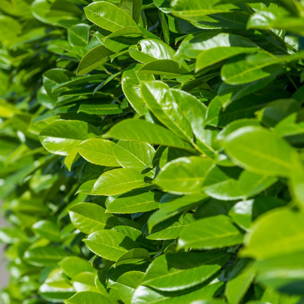 3ft (80-90cm) Potted Cherry Laurel Hedge Plants (Multibuy Offers Available)