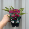 Pulmonaria 'Raspberry Splash' 9cm/2L