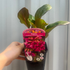 Bergenia cordifolia 'Shoeshine Rose' (Elephant's Ears) 9cm Pot