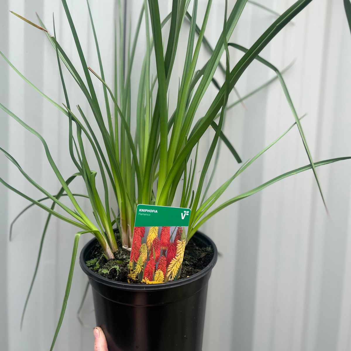 Kniphofia uvaria 'Flamenco' (Red Hot Poker) 9cm/3L
