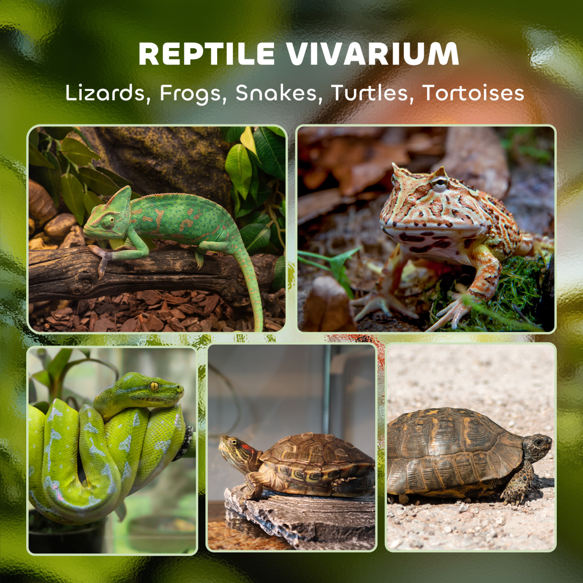 PawHut 10L Glass Terrarium, Reptile Vivarium with Stone Background