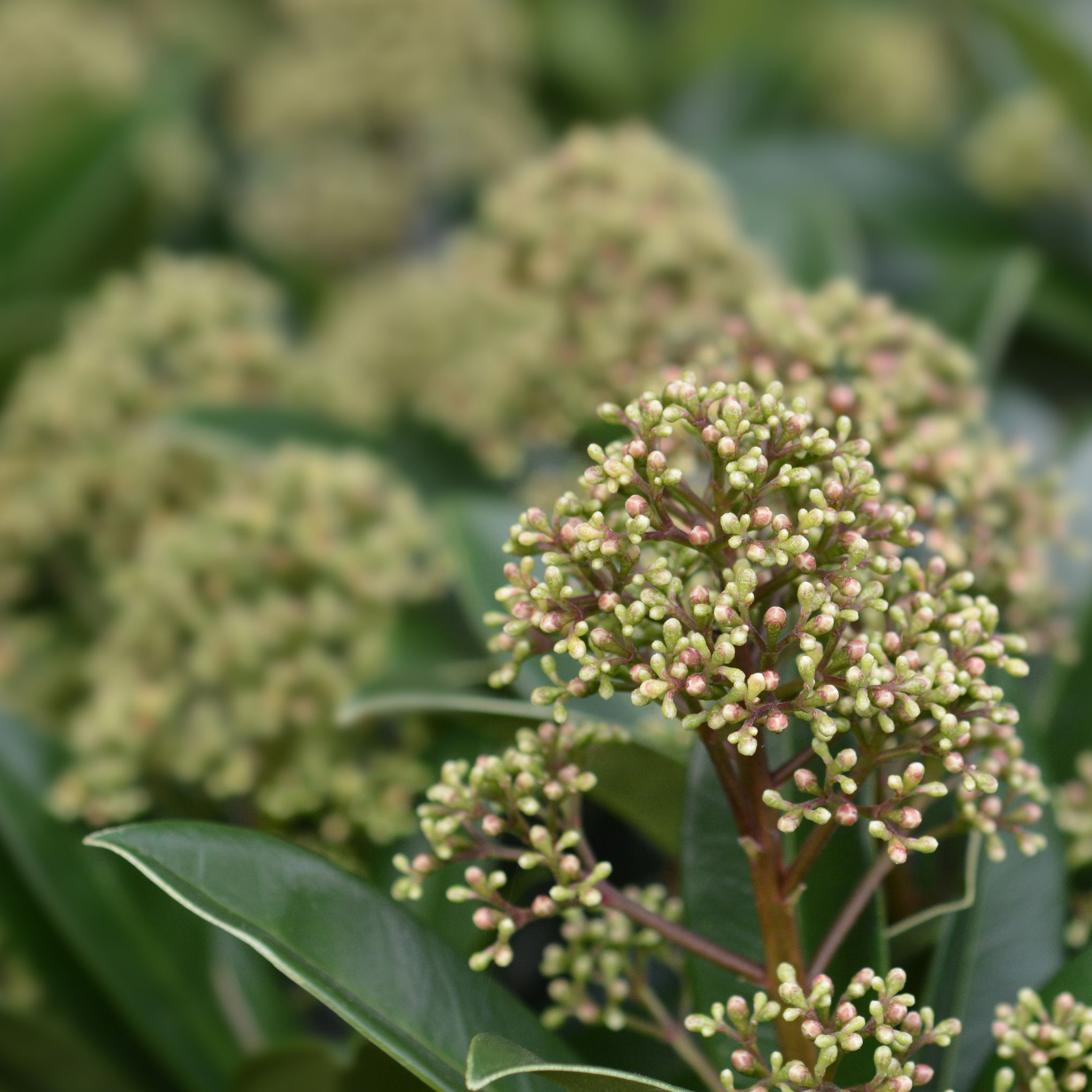 Skimmia japonica 'Finchy' 10.5cm / 2L / 5L