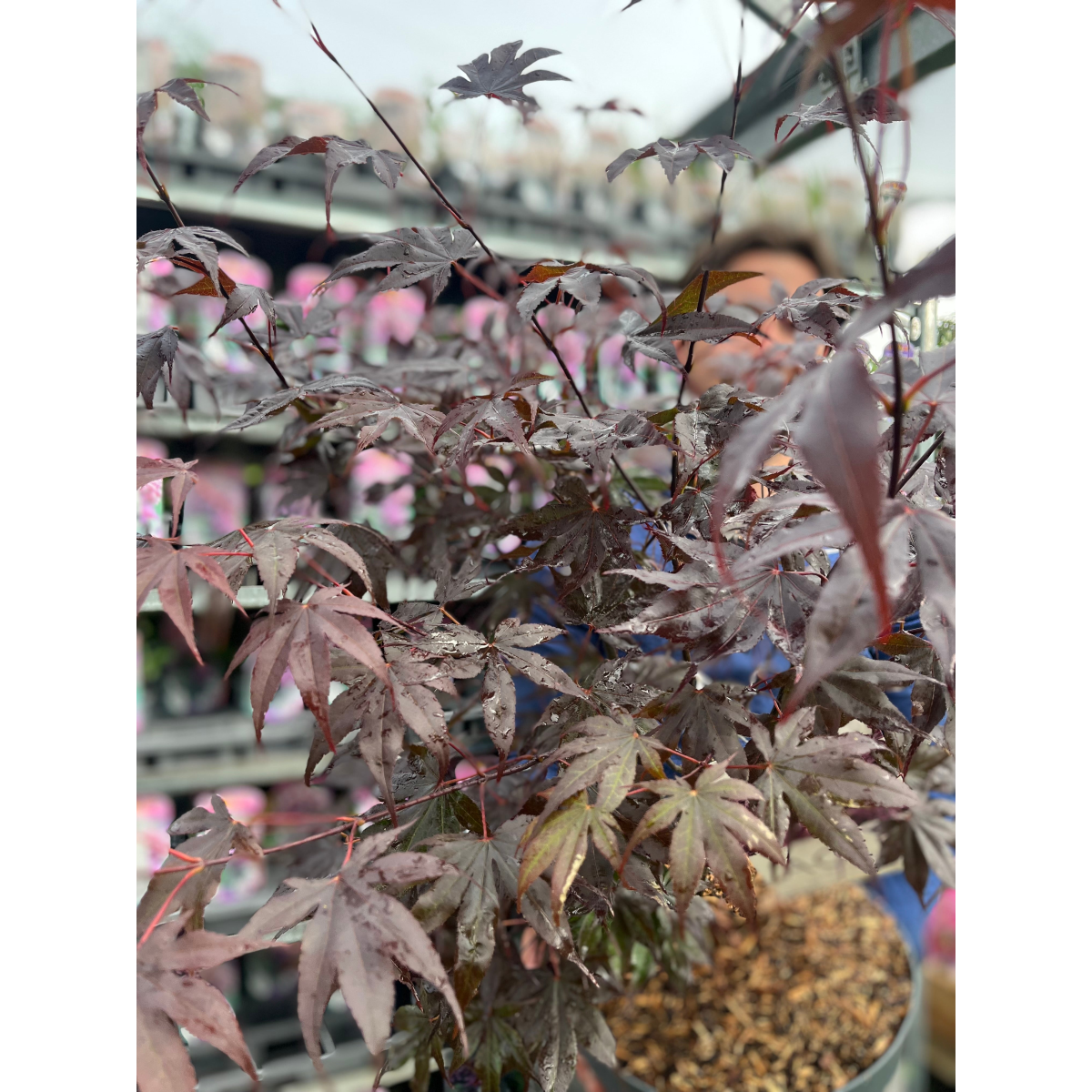 Acer palmatum 'Bloodgood' 3L / 10L / 70L / 90L