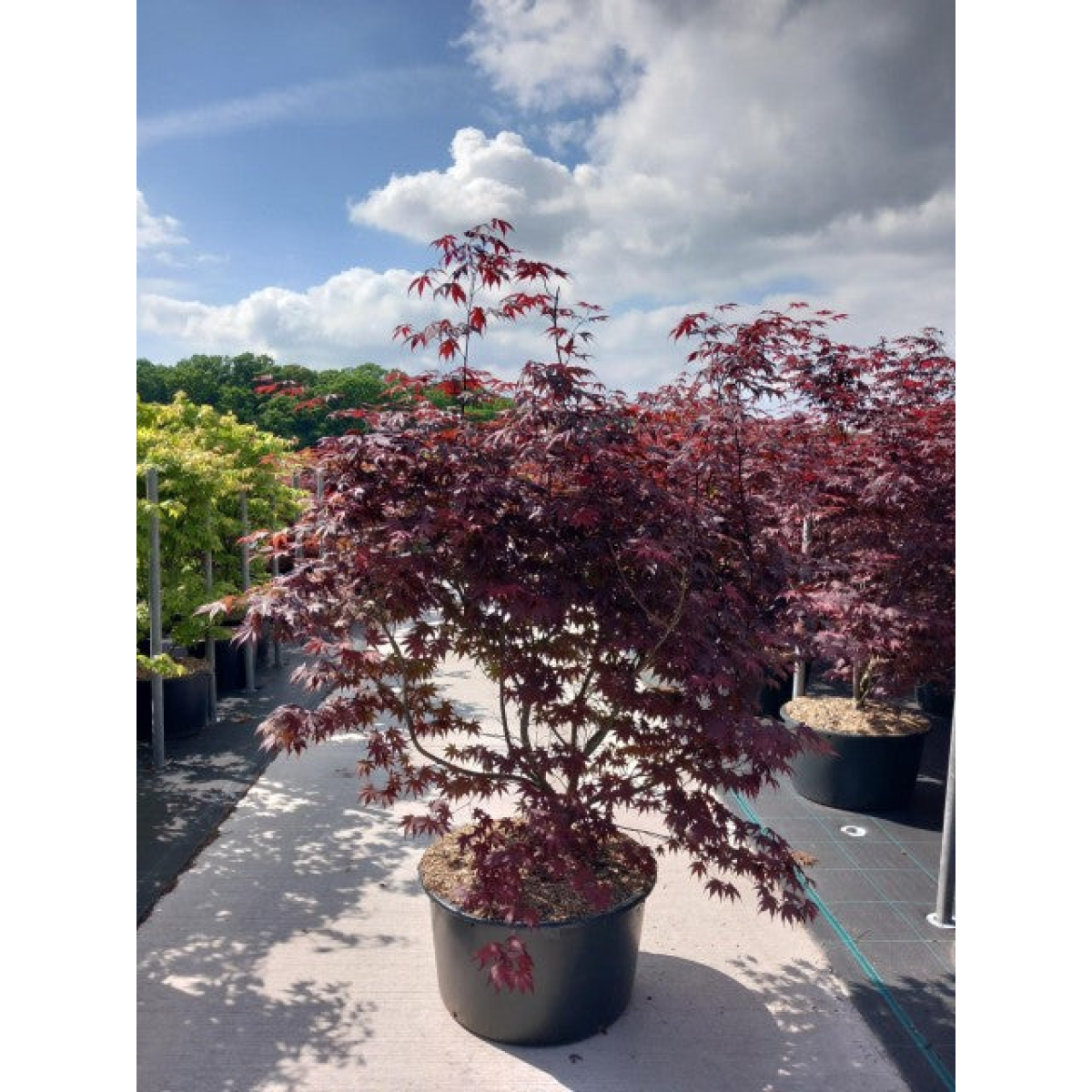 Acer palmatum 'Bloodgood' 3L / 10L / 70L / 90L