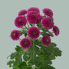 Chrysanthemum Santini Purpetta (25 Stems)