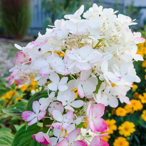 Hydrangea paniculata 'Wim's Red' 3L / 10L