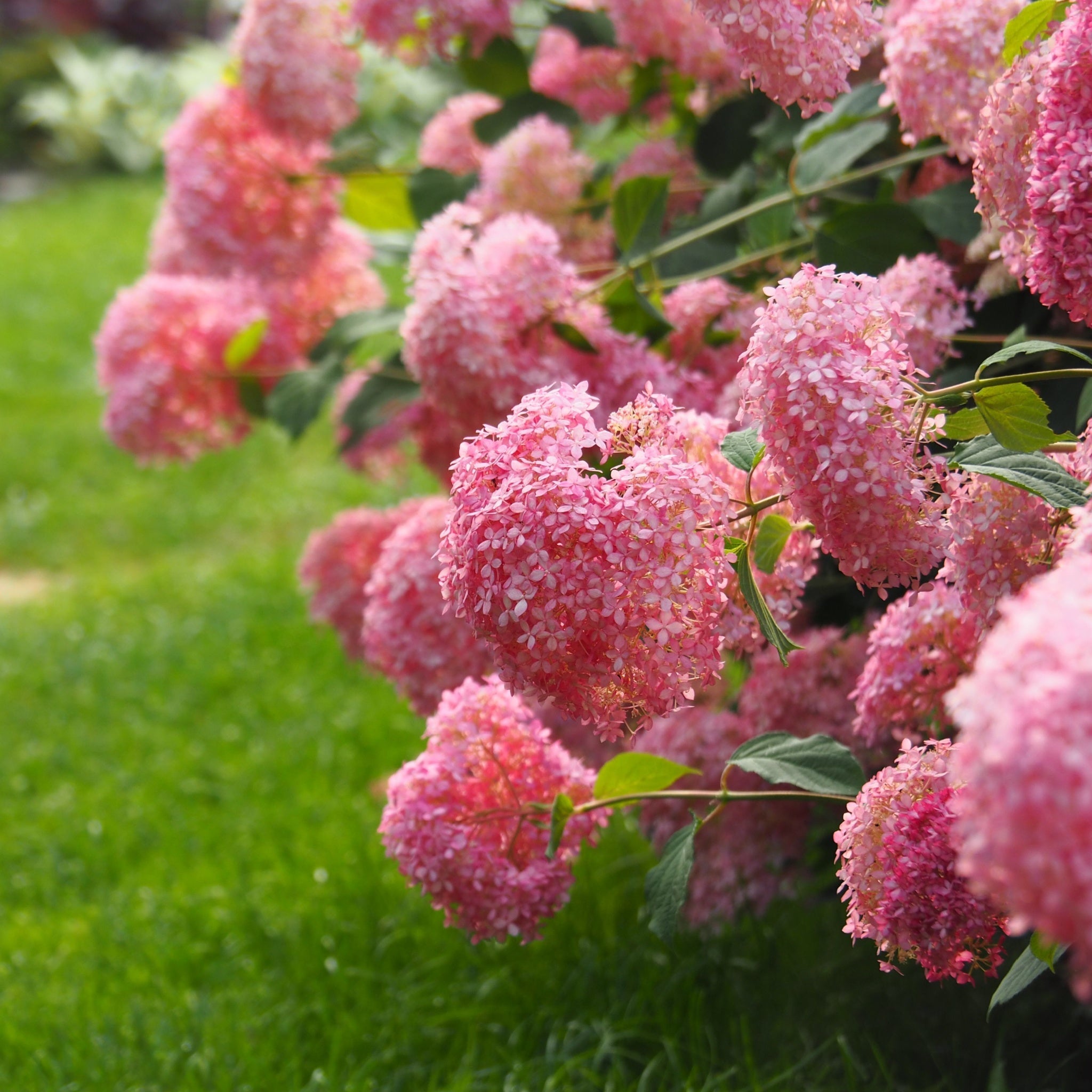 Hydrangea arborescens 'Strong Annabelle Pink' 3L