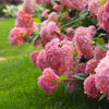 Hydrangea arborescens 'Strong Annabelle Pink' 3L