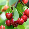 Dwarf Patio Cherry Tree 'Regina'